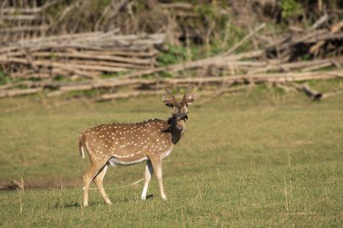 Bir benekli geyik, vahşi yaşam safarisi sırasında Nagarhole kaplanı bölgesinde otluyor.