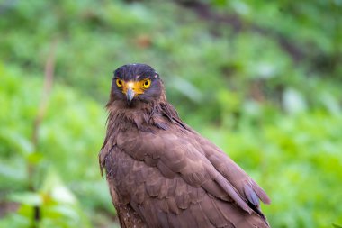 Bir yaban hayatı safarisi sırasında Nagarhole Tiger arazisindeki bir ağaç dalına tünemiş ibikli bir yılan kartalı.