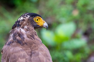 Yaban hayatı safarisi sırasında Nagarhole Tiger arazisindeki bir ağaç dalının tepesine tünemiş ibikli yılan kartalının yakın çekimi.