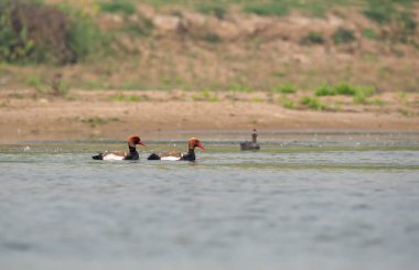 Bir çift kırmızı ibikli Pochard Chambal Gharial Ulusal Rezervi 'nin içinde bir tekne safarisi sırasında Chambal Nehri' nde yüzüyor.