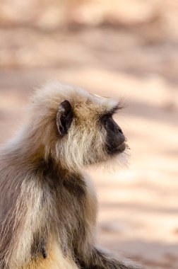 Bir ağaç kabuğunda oturan gri bir langur Nagarhole kaplan koruma alanı vahşi yaşam safarisi sırasında