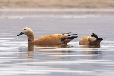 Chambal Nehri 'nin sularında yüzen bir Rudy Shelduck Chambal Gharial Ulusal Rezervi' nde