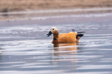 A rudy shelduck swimming in the waters of Chambal river inside Chambal Gharial National Reserve clipart