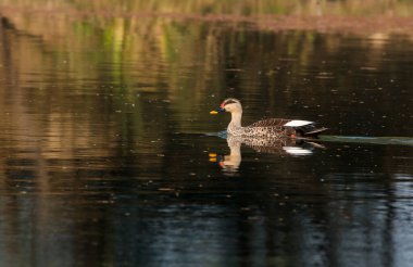 A spotbilled duck swimming in the waterbodies inside Bharatpur bird sanctuary clipart