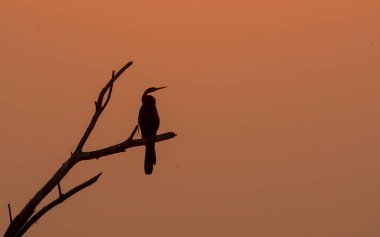 Bir yılan kuşu diğer adıyla darter bir ağaç dalının tepesine tünemiş ve arka planda yükselen güneşle birlikte Bharatpur kuş barınağında