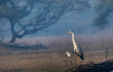 Bharatpur 'daki yeşil çimlerin üzerinde, bataklık arazisinin kenarında dinlenen gri bir balıkçıl.