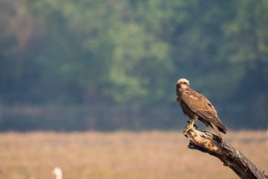 Bharatpur 'daki bir ağacın tepesine tünemiş bir bataklık askeri.