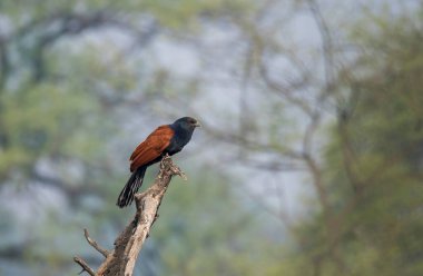 Soğuk bir kış sabahı Bharatpur 'daki bir ağacın tepesine tünemiş daha büyük bir coucal.