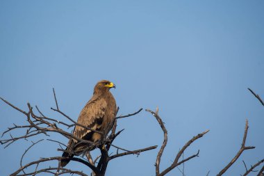 Soğuk bir kış sabahı Bharatpur 'daki bir ağaca tünemiş bir kartal.