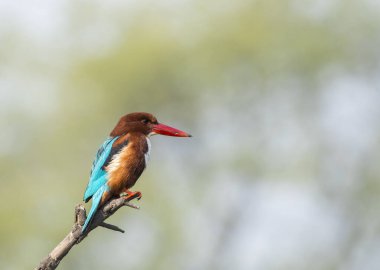 Beyaz göğüslü bir balıkçı Bharatpur 'daki bir dalın tepesine tünemişti.