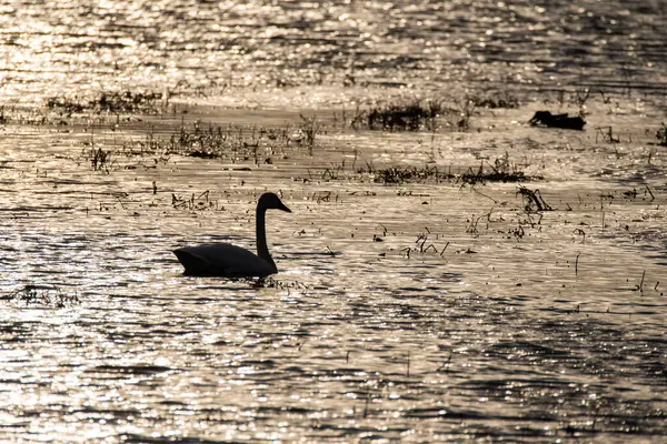 stock image A Trumpeter swan swimming in the marshy waters inside Maggie Marsh National Refuge on a cold winter morning 