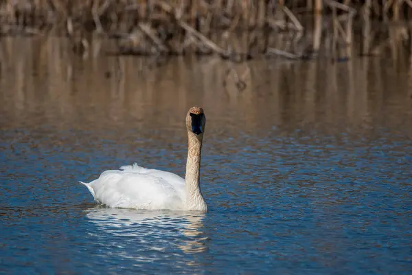 stock image A Trumpeter swan swimming in the marshy waters inside Maggie Marsh National Refuge on a cold winter morning 