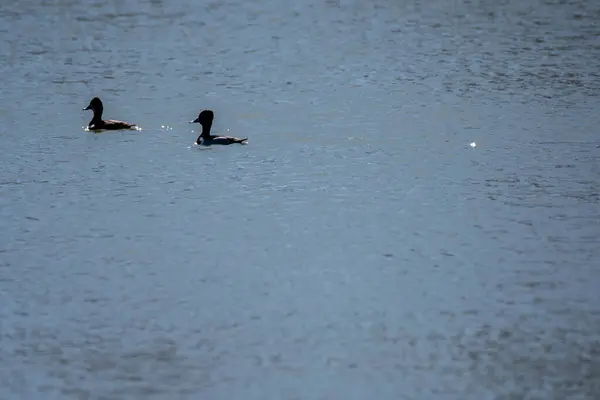 stock image A pair of lesser scaup male and female swimming in the waterbodies of marshy waters inside Maggie Marsh wildlife refuge in Northern ohio