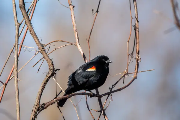 Stock image A red-winged blackbird perched on top of a tree branch inside Maggie Marsh wildlife refuge in Northern Ohio