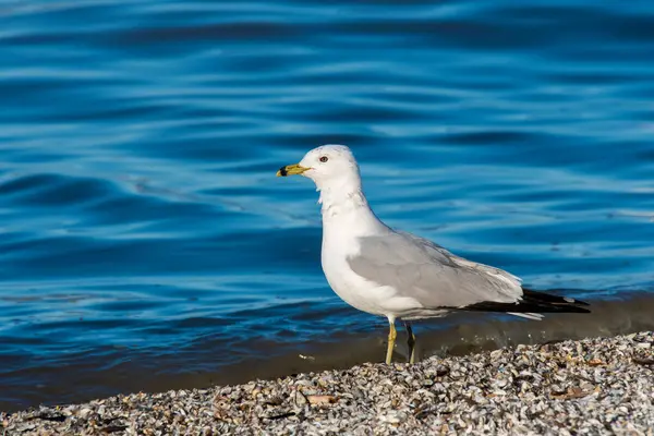 stock image A ring-billed gull resting on the shores Lake erie inside Maggie Marsh wildlife refuge in Northern Ohio