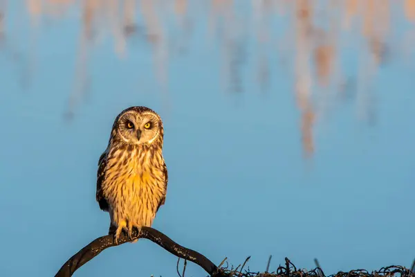 stock image A Short-eared owl perched on top of a tree in the marshy lands of Magie marsh national refuge on cold winter evening