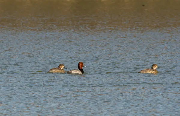 Stock image A group of redheads swimming in the waterbodies inside Maggie Marsh Wildlife refuge in Northern ohio