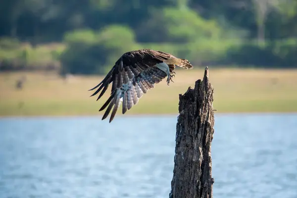 stock image A Osprey flying away from a submerged tree trunk in Kabini river inside Nagarhole tiger reserve during a wildlife safari