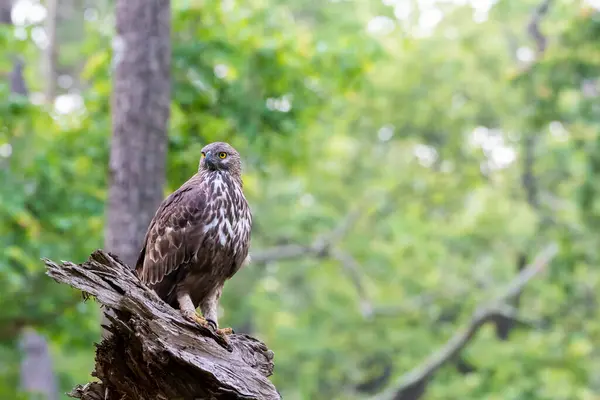 stock image A crested hawk eagle perched on a tree trunk inside Nagarhole Tiger Reserve during a wildlife safari