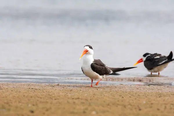 stock image An Indian skimmer resting on the shores of Chambal river inside Chambal Gharial National Reserve