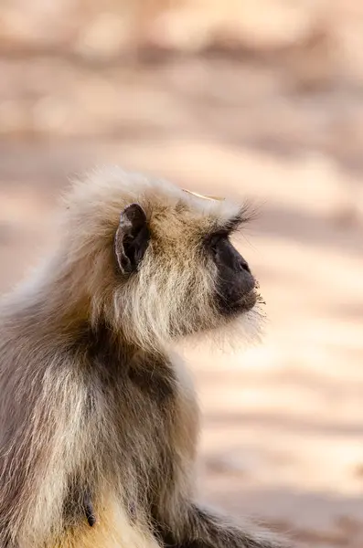 stock image A grey langur sitting on a tree bark inside Nagarhole tiger reserve during a wildlife safari