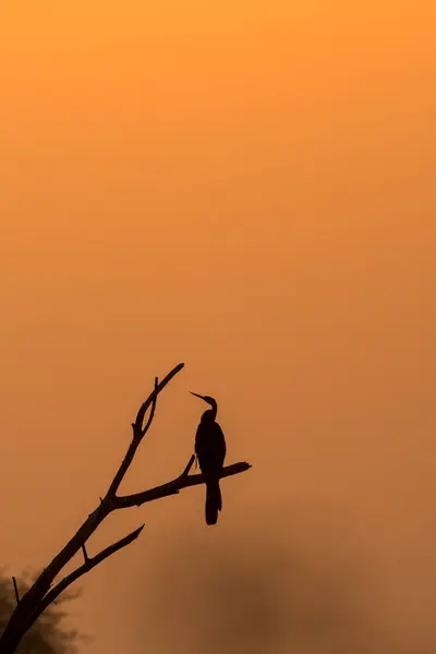 stock image A snakebird aka darter perched on top of a tree branch with rising sun in the background inside Bharatpur bird sanctuary