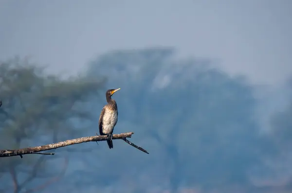 Stock image A great cormorant sunbathing on a tree branch inside Bharatpur Bird Sanctuary