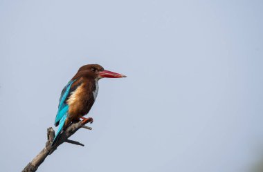 Beyaz göğüslü bir balıkçı Bharatpur 'daki bir dalın tepesine tünemişti.