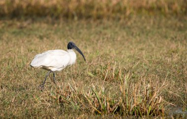 Bharatpur 'daki bataklık bölgelerindeki böceklerle beslenen siyah başlı bir Ibis.