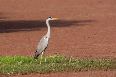 Bharatpur 'daki yeşil çimlerin üzerinde, bataklık arazisinin kenarında dinlenen gri bir balıkçıl.