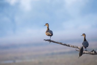 Soğuk bir kış sabahı Bharatpur 'da bir ağacın tepesine tünemiş daha az ıslık çalan bir ördek.