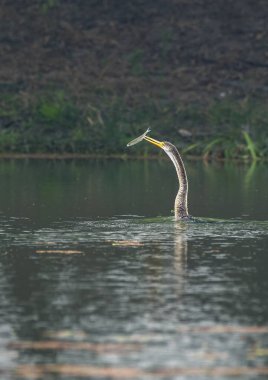 Bir yılan kuşu diğer adıyla darter Bharatpur 'da su içinde balık tutuyor.