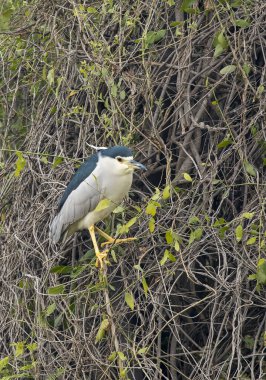 Siyah taçlı bir balıkçıl Bharatpur 'daki bir ağaç dalına tünemiş. 