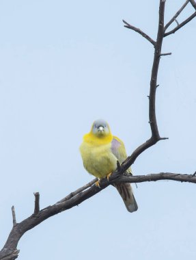 Sarı ayaklı yeşil bir güvercin Bharatpur 'daki bir ağacın tepesine tünedi.