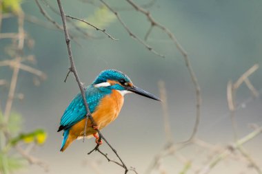 Bharatpur 'daki bir ağaç dalına tünemiş sıradan bir balıkçı.