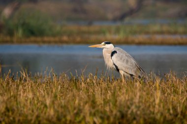 Bharatpur 'da bir su birikintisinin kenarında oturan gri balıkçıl.