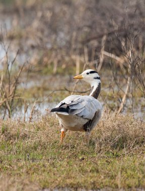 A bar-headed goose exploring the grasslands inside Bharatpur bird sanctuary clipart