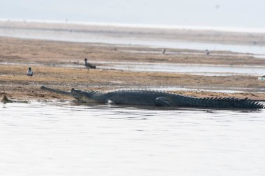 Chambal nehrinin kıyısında Chambal Gharial ulusal rezervinde bir Hint Gharial güneş banyosu.