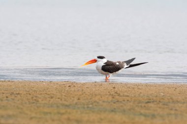 An Indian skimmer resting on the banks of chambal river inside Chambal Gharial national reserve clipart