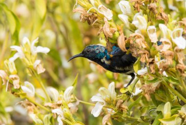 A purple sunbird perched on top of a flowering plant inside Bharatpur bird sanctuary clipart