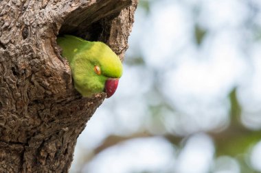 Gül halkalı bir muhabbet kuşu kafası ile uyuyor Bharatpur 'daki bir ağaç yuvasına bakıyor.