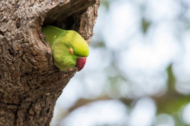 A rose-ringed parakeet sleeping with its head peeking out in a tree nest inside Bharatpur bird sanctuary clipart