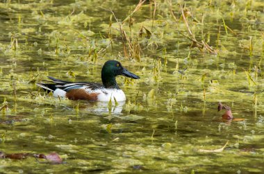 A Northern shoveler swimming in marshy waters inside Bharatpur bird sanctuary clipart