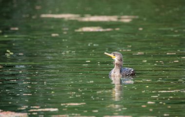 Hintli bir karabatak Bharatpur 'daki su birikintilerinde yüzüyor.