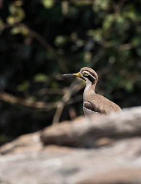 A great thicknee resting on a boulder submerged inside Cauvery river inside Ranganathittu bird sanctuary on the outskirts of Mysore town clipart