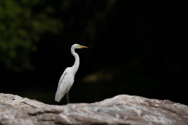 A great egret resting on a boulder submerged inside Cauvery river inside Ranganathittu bird sanctuary on the outskirts of Mysore town clipart