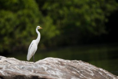 Büyük bir balıkçıl, Mysore kasabasının dışındaki Ranganathittu kuş barınağının içindeki Cauvery nehrinin içine batmış bir kayanın üzerinde dinleniyor.