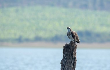 Bir Osprey, bir vahşi yaşam safarisi sırasında Kabini nehrinin içinde, Nagarhole kaplanı bölgesinde tünemiş bir ağaç dalına tünemişti.