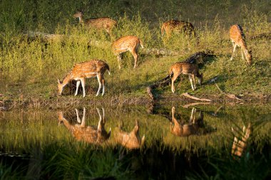 Bir grup benekli geyik, vahşi yaşam safarisi sırasında Pench kaplanı koruma alanı içindeki yansımasıyla gölün kenarında otluyor.