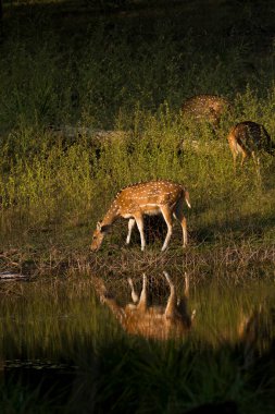 Gölün kenarında otlayan benekli bir geyik vahşi yaşam safarisi sırasında Pench Tiger koruma alanında yansıması ile birlikte.